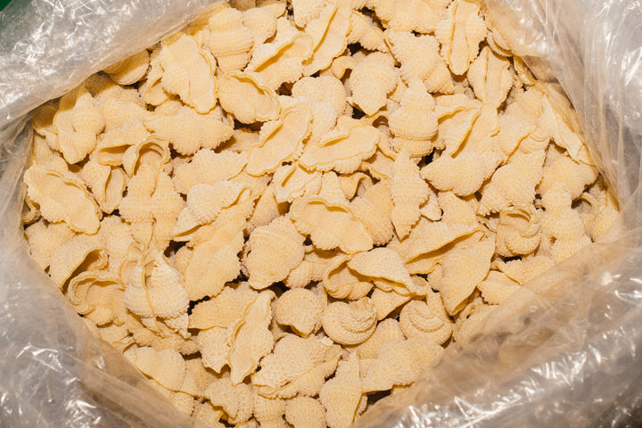 Conchiglia