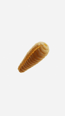 Bozzolo